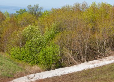 Son kar, yeşil ağaçlar. Bir orman hillside bahar yeşil kar son parça. Yeşil bahar kayın ormanı tepe üzerinde son karda. Nisan hava.