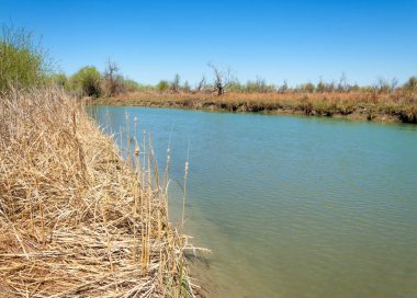 Bozkır nehir sazlık yaz. nehir görünümünde kez izlendi. küçük mavi nehir kıyısında güneşli bir gün