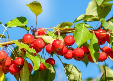 Yaban elması ve yaban elması. Malus, gülgiller (Rosaceae) familyasından bir elma ağacı cinsidir.