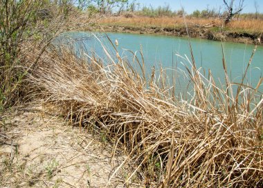 Bozkır nehir sazlık yaz. nehir görünümünde kez izlendi. küçük mavi nehir kıyısında güneşli bir gün