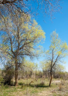 bozkır, çayır, veldt, veld. Bahar Orta Asya. Kazakistan. Turanga kavak. Euphrates kavak