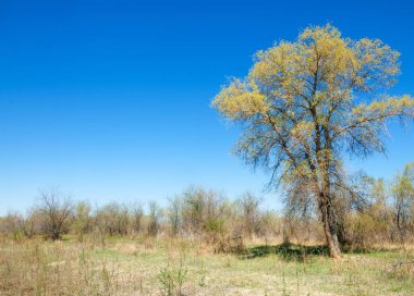 bozkır, çayır, veldt, veld. Bahar Orta Asya. Kazakistan. Turanga kavak. Euphrates kavak