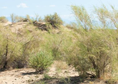  Bozkır yaz. Turgai kapısı. Turgai Kaydet. Milli Parkı 