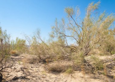  Bozkır yaz. Turgai kapısı. Turgai Kaydet. Milli Parkı 