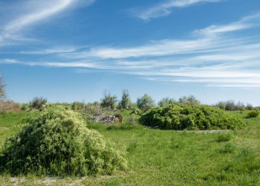 Bozkır, çayır, veldt, veld, taşkın. Kazakistan bozkırlarında güzel doğada