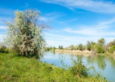 Bozkır nehir sazlık yaz. nehir görünümünde kez izlendi. küçük mavi nehir kıyısında güneşli bir gün