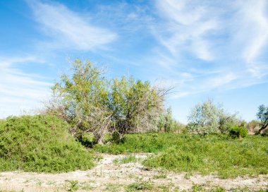 Bozkır, çayır, veldt, veld, taşkın. Kazakistan bozkırlarında güzel doğada