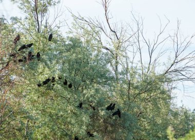 Bozkır, çayır, veldt, veld, taşkın. Kazakistan bozkırlarında güzel doğada