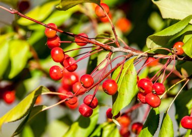 Yaban elması ve yaban elması. Malus, gülgiller (Rosaceae) familyasından bir elma ağacı cinsidir.