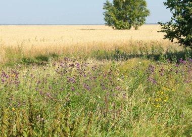 onely ağacı. Tahıl alan. Tataristan Rusya