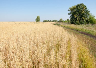 onely ağacı. Tahıl alan. Tataristan Rusya