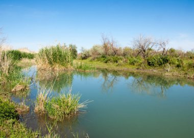 Bozkır nehir sazlık yaz. nehir görünümünde kez izlendi. küçük mavi nehir kıyısında güneşli bir gün