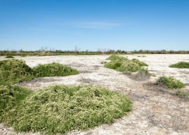 Bozkır tuzlu topraklar. tuz tuz tuz. Bozkır çayır veldt veld. Tuzlu toprak çöl, tuzlu Göller. cansız yanıp kavrulmuş dünyamız. Kazakistan çıplak bozkır