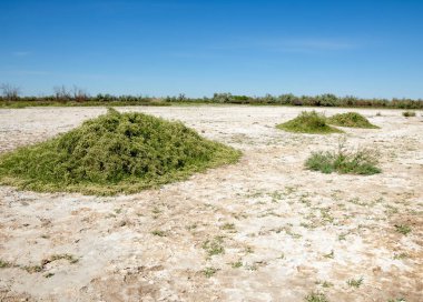 Bozkır tuzlu topraklar. tuz tuz tuz. Bozkır çayır veldt veld. Tuzlu toprak çöl, tuzlu Göller. cansız yanıp kavrulmuş dünyamız. Kazakistan çıplak bozkır