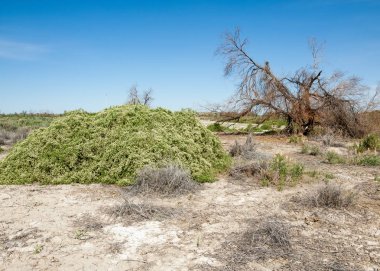 Bozkır tuzlu topraklar. tuz tuz tuz. Bozkır çayır veldt veld. Tuzlu toprak çöl, tuzlu Göller. cansız yanıp kavrulmuş dünyamız. Kazakistan çıplak bozkır