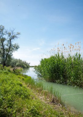 Bozkır nehir sazlık yaz. nehir görünümünde kez izlendi. küçük mavi nehir kıyısında güneşli bir gün