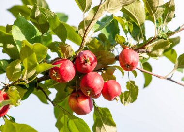 Yaban elması ve yaban elması. Malus, gülgiller (Rosaceae) familyasından bir elma ağacı cinsidir.