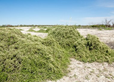 Bozkır tuzlu topraklar. tuz tuz tuz. Bozkır çayır veldt veld. Tuzlu toprak çöl, tuzlu Göller. cansız yanıp kavrulmuş dünyamız. Kazakistan çıplak bozkır