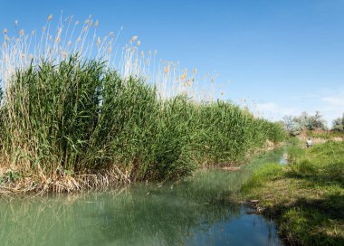 Bozkır nehir sazlık yaz. nehir görünümünde kez izlendi. küçük mavi nehir kıyısında güneşli bir gün