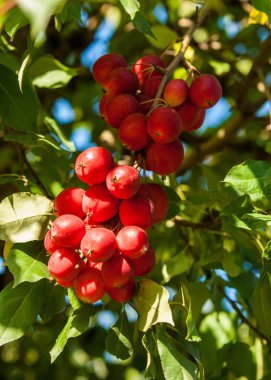 Yaban elması ve yaban elması. Malus, gülgiller (Rosaceae) familyasından bir elma ağacı cinsidir.