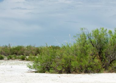 Bozkır tuzlu topraklar. tuz tuz tuz. Bozkır çayır veldt veld. Tuzlu toprak çöl, tuzlu Göller. cansız yanıp kavrulmuş dünyamız. Kazakistan çıplak bozkır