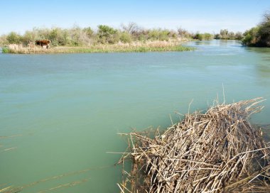 Bozkır nehir sazlık yaz. nehir görünümünde kez izlendi. küçük mavi nehir kıyısında güneşli bir gün
