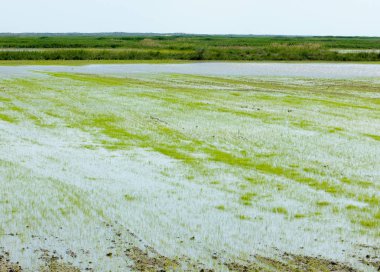 Pirinç paddies büyüme için su basmış. Pirinç çeltik pirinç alanında sabah yeşil. 
