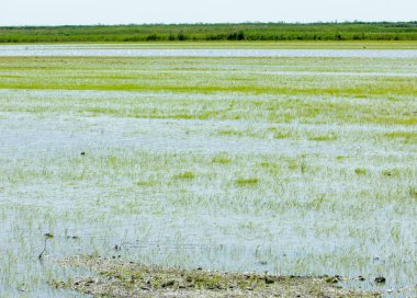 Pirinç paddies büyüme için su basmış. Pirinç çeltik pirinç alanında sabah yeşil. 