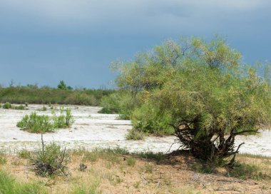 Bozkır tuzlu topraklar. tuz tuz tuz. Bozkır çayır veldt veld. Tuzlu toprak çöl, tuzlu Göller. cansız yanıp kavrulmuş dünyamız. Kazakistan çıplak bozkır