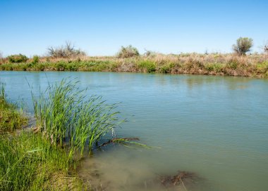 Bozkır nehir sazlık yaz. nehir görünümünde kez izlendi. küçük mavi nehir kıyısında güneşli bir gün