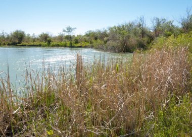 Bozkır nehir sazlık yaz. nehir görünümünde kez izlendi. küçük mavi nehir kıyısında güneşli bir gün