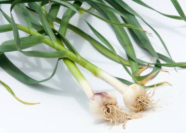 sarımsak. Sarımsak yaprak kök üzerinde olgunlaşmış değil. bir lezzet yemek ve bitkisel ilaç olarak kullanılan bir güçlü kokulu keskin tatma ampul,.