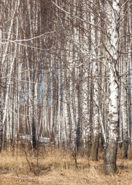 Orman erken ilkbaharda huş ağacı. Erken Bahar orman. ilk sıcak gün