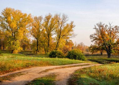 Güz, yolun ortasında meşe ormanı