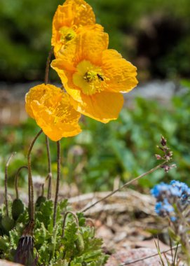 Sarı haşhaş. dağ, dağ, tepe. Kazakistan. Tien Shan. Takma Yaylası