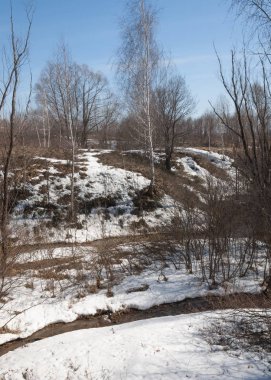 Orman erken ilkbaharda huş ağacı. Erken Bahar orman. ilk sıcak gün