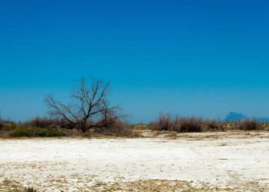 tuzlu su, tuz bataklığı. Etkin badlands. Tek çalı. Kazakistan
