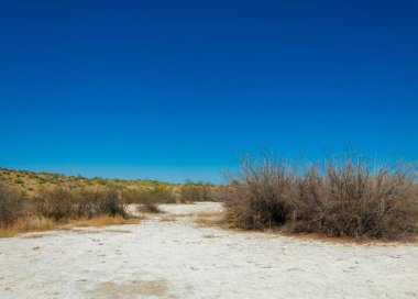 tuzlu su, tuz bataklığı. Etkin badlands. Tek çalı. Kazakistan