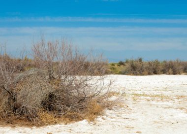 tuzlu su, tuz bataklığı. Etkin badlands. Tek çalı. Kazakistan
