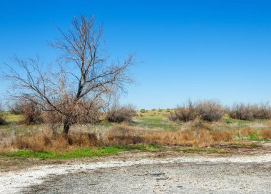 tuzlu su, tuz bataklığı. Etkin badlands. Tek çalı. Kazakistan