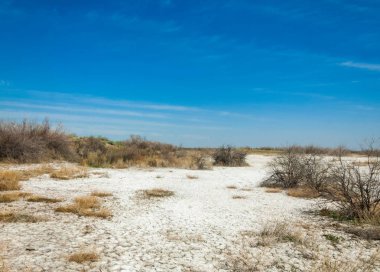 tuzlu su, tuz bataklığı. Etkin badlands. Tek çalı. Kazakistan