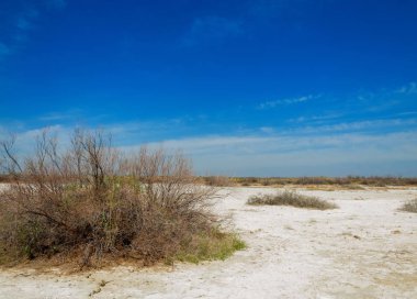 tuzlu su, tuz bataklığı. Etkin badlands. Tek çalı. Kazakistan