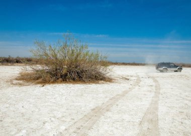 tuzlu su, tuz bataklığı. Etkin badlands. Tek çalı. Kazakistan