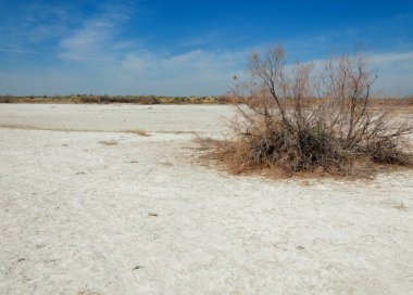 tuzlu su, tuz bataklığı. Etkin badlands. Tek çalı. Kazakistan