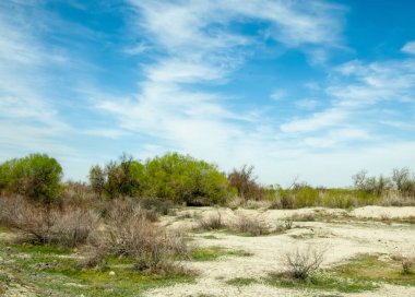 tuzlu su, tuz bataklığı. Etkin badlands. Tek çalı. Kazakistan