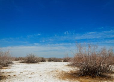 tuzlu su, tuz bataklığı. Etkin badlands. Tek çalı. Kazakistan
