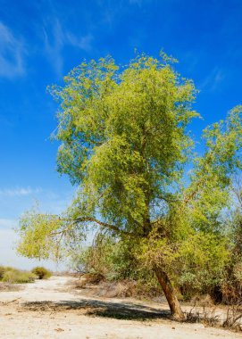 tuzlu su, tuz bataklığı. Etkin badlands. Tek çalı. Kazakistan