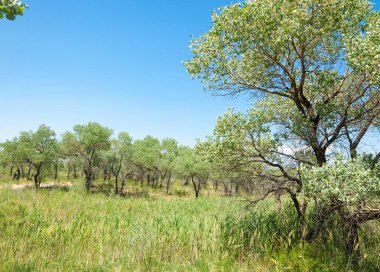  Bozkır yaz. Turgai kapısı. Turgai Kaydet. Milli Parkı 