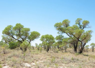  Bozkır yaz. Turgai kapısı. Turgai Kaydet. Milli Parkı 