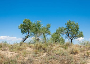 Bozkır yaz. Turgai kapısı. Turgai Kaydet. Milli Parkı 